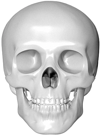 正面から見た白い頭蓋骨。眼窩、鼻腔、歯が詳細に描写されている。345 Plastic Surgery関連キーワードで、顔面骨格の構造や美容整形手術の理解を深めるための画像。