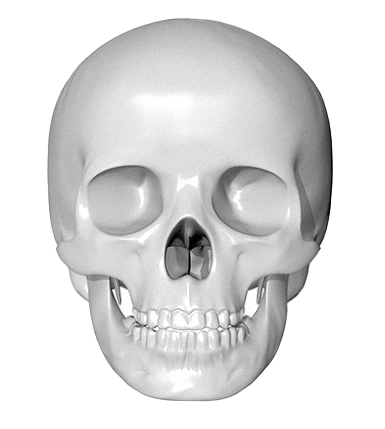 正面から見た人間の頭蓋骨の3Dレンダリング。眼窩、鼻腔、歯が詳細に表現されている。345 Plastic Surgeryでは、顔面骨格を考慮した美容整形も可能です。