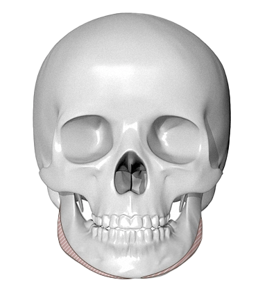 正面から見た人間の頭蓋骨。下顎部分に注目。345 Plastic Surgeryでは、顔の骨格を考慮した美容整形も提供。顔の印象を左右する骨格矯正もご相談ください。関連キーワード:顔の整形、骨格、美容外科。