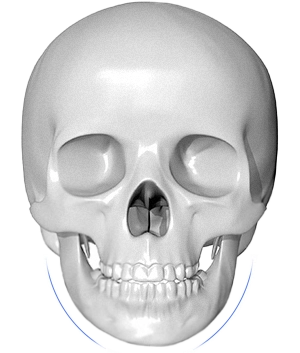 正面から見た人間の頭蓋骨。顎のラインに沿って青い線。345 Plastic Surgeryでは、顔の骨格を考慮した美容整形も可能です。顔の輪郭形成や骨切りなど、高度な技術で理想のフェイスラインを実現します。