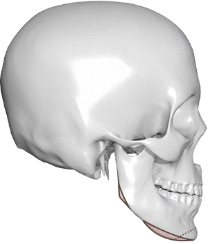 顔面輪郭形成の3Dモデル側面図。345 Plastic Surgeryで提供する美容整形手術のイメージ。顎のラインが強調され、輪郭手術による変化を表現。顔の骨格構造を示す。