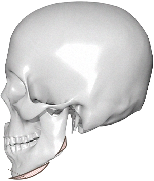 黒背景に白い頭蓋骨の側面図。345 Plastic Surgeryに関連し、顔面輪郭、骨格構造、顎のラインを強調。美容整形手術の参考画像として、骨の形状と顔のバランスを示す。