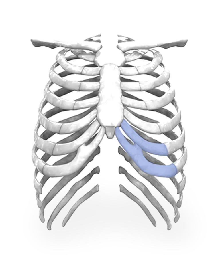 胸郭のイラスト。肋骨が並び、一部が青色で強調されている。345 Plastic Surgeryでは、胸部の輪郭形成や肋骨に関する美容整形も検討可能。関連キーワード:胸郭、肋骨、美容整形。